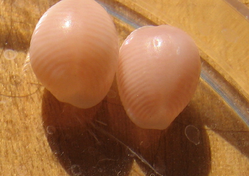 Trivia artica e Trivia pulex?